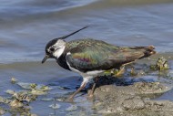 Northern lapwing (Vanellus va...