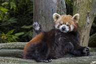 Red panda / lesser panda (Ail...