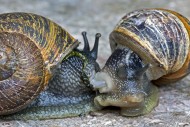 Two mating garden snails (Cor...