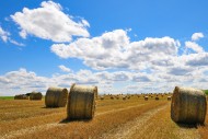 Straw bales on a harvested gr...