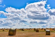 Straw bales on a harvested gr...