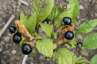 Belladonna / deadly nightshad...
