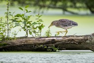 Black-crowned night-heron / b...