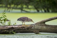 Black-crowned night-heron / b...