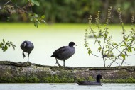 Eurasian coots / common coot ...