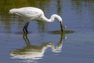 Little egret (Egretta garzett...