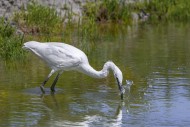 Little egret (Egretta garzett...