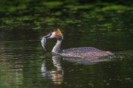 Great crested grebe (Podiceps...