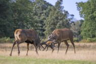 Two rutting red deer (Cervus ...