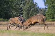 Two rutting red deer (Cervus ...