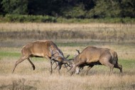 Two rutting red deer (Cervus ...