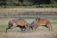 Two rutting red deer (Cervus ...