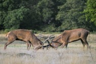 Two rutting red deer (Cervus ...