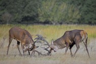 Two rutting red deer (Cervus ...