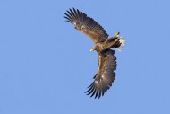 White-tailed eagle / Eurasian...
