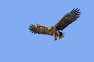 White-tailed eagle / Eurasian...