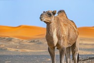 Dromedary camel (Camelus drom...