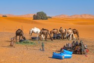 Dromedary camels being fed gr...