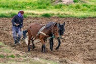 Moroccan farmer ploughing fie...