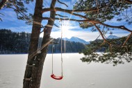 Swing for children on a pine ...
