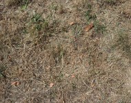 grass turning yellow due to d...