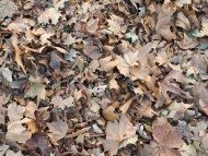 brown leaves texture background