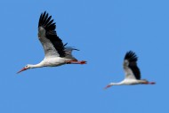 Two white storks (Ciconia cic...