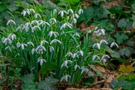 Common snowdrops (Galanthus n...