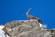 Alpine ibex (Capra ibex) male...