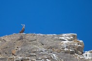 Alpine ibex (Capra ibex) male...