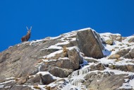 Alpine ibex (Capra ibex) male...