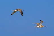 Two migrating Eurasian curlew...