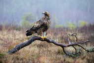 European golden eagle (Aquila...