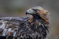 European golden eagle (Aquila...