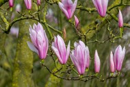 Blooming magnolia showing bud...