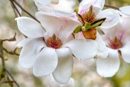 Blooming magnolia Daisy Diva ...