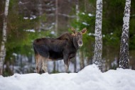 Moose / elk (Alces alces) you...