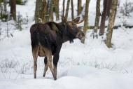 Moose / elk (Alces alces) you...