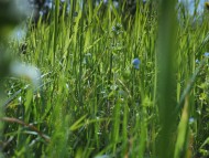 green meadow grass blades use...