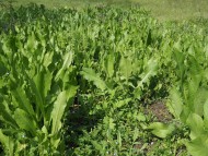 common chicory salad plant sc...