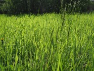 green meadow grass blades use...
