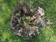 old tree stump in a meadow wi...