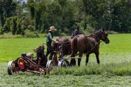 Amish Boy Cutting a Field, Fi...