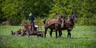 Amish Boy Cutting a Field, Fi...
