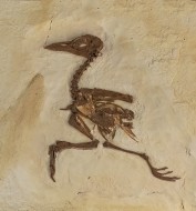 Ancient Fossil Bird, Primobuc...