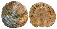 Pine Cone Fossil CS Araucaria...