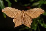 Silk Moth, Arsenura armida ar...
