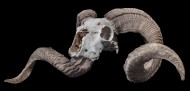 Bighorn Sheep Skull (Ovis aries)