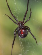 Black Widow Spider (Lactrodec...