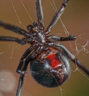 Black Widow Spider (Lactrodec...